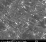 Fig 6. Crystals of sodium bicarbonate at higher magnification.