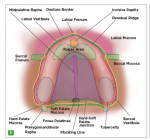 Fig 5. Maxillary and mandibular soft tissue anatomy, highlighted and labeled.