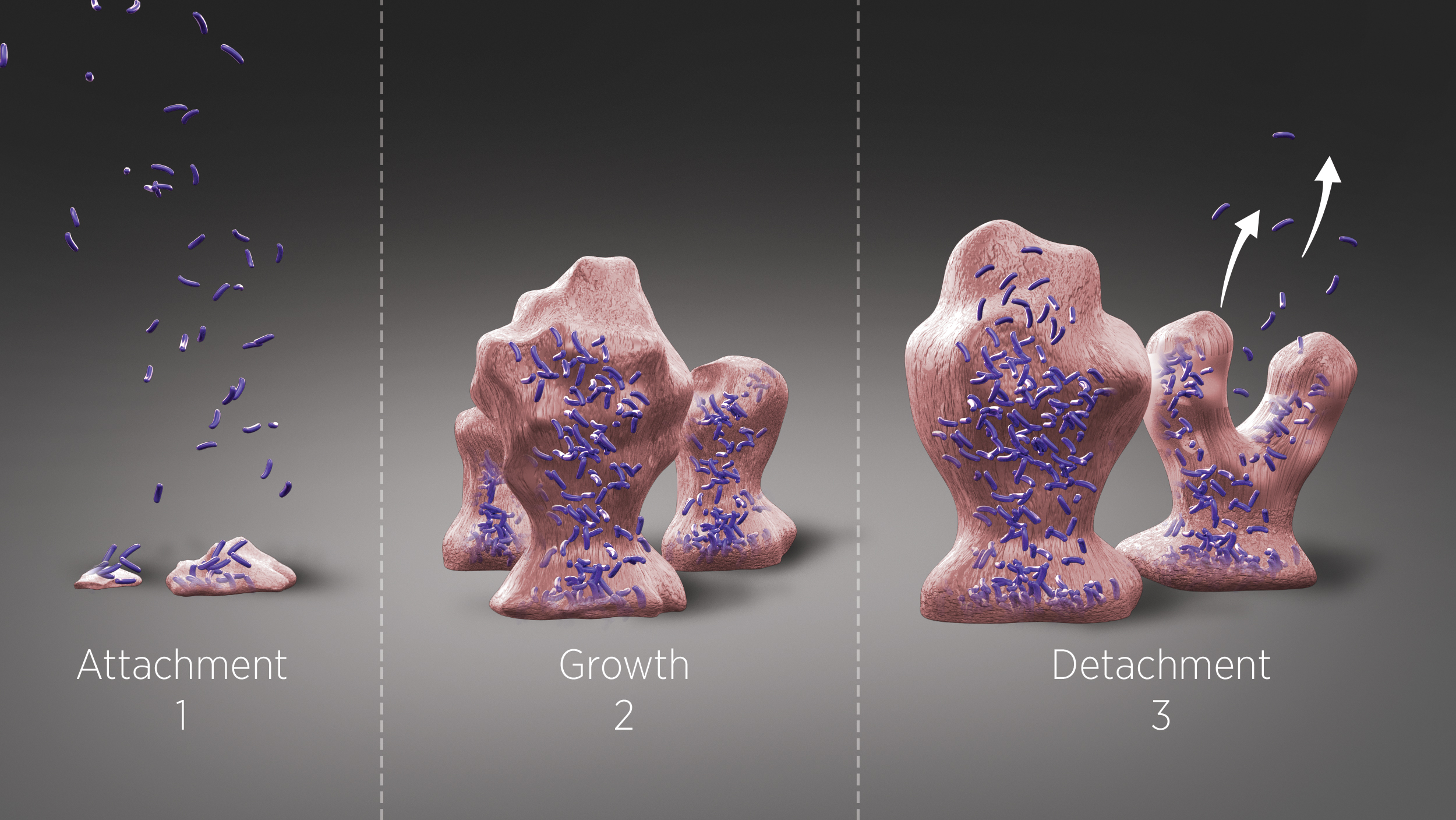 Understanding Oral Biofilm October 2016 Inside Dentistry