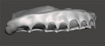 Fig 14. The virtual maxillary denture base that was designed as viewed from the right, frontal, and left views.