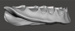 Fig 19. The virtual mandibular denture base that was designed as viewed from the right, frontal, and left views.