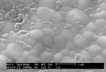 Figure 4  Electron micrograph of the microstructure of a dense zirconia.