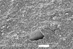 Figure 5  Electron micrographs of the microstructure of porous zirconia.