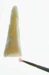 Figure 6  After the desired shadeis selected, the tooth should belayered on a tissue to help withmoisture control.