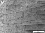 Figure 2E  Scanning electron micrographs of tooth slices subjected to the standard jet tip treatment for 3 seconds.