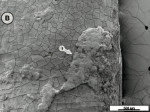 Figure 3B  Scanning electron micrographsof tooth slices with ex vivo-grown salivary biofilm subjectedto the orthodontic tip treatment for 3 seconds.Scanning electron micrograph depictingthe area under the cementoenamel junction with patchesof biofilm