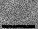 Figure 1  This scanning electron microscope (SEM) of an acid-etchedenamel surface demonstrates the typical microporosities found after etching,rinsing, and drying.