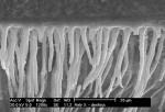 Figure 2  Microscopic image of the interface between the cementa  and dentin adhesive.