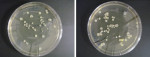 Figure 1  Representative images of nutrient agar plates with bacterial isolates grown from clips sampled following dental treatment.