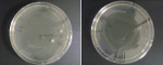Figure 2  Representative images of nutrient agar plates with bacterial isolates grown from clips sampled following their disinfection.