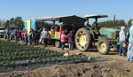 Figure 2 Workers in the California strawberry fields receive oral health education.
