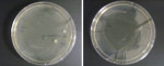 Figure 2 Representative images of nutrient agar plates with bacterial isolates grown from clips sampled following their disinfection.