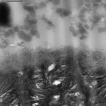 Figure 2 TEM scan shows the adhesive
interface of Panavia SA Cement and dentin.