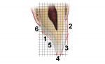Figure 1 The Functional Esthetic Matrix as described by Dr. Peter Dawson.