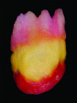 Fig 6. A mixture of BL2 and A1 dentin was applied on the incisal one-half and an application of mamelon powder MM yellow-orange and MM light helped to create internal characterizations.