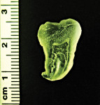 Cross-section view of a model tooth with pulpal and canal spaces present.