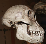 Fig 1. Ancient human skull. Photo taken at the American Museum of Natural History, New York City, NY.