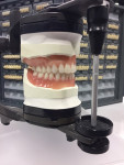 Fig 1. VITAPAN EXCELL® premium denture teeth.