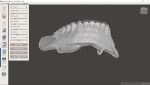 Hollowed denture in modeling software, reduced by 0.5 mm.