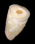 Figure 3  The appearance of a cross-section of a calcified tooth with a polished surface.