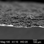 Fig 19. SEM of xenograft collagen barrier; 100X cross-sectional view shows high porosity of internal structure.