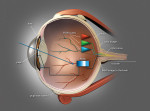 Figure 1  Diagrammatic example of how the human eye receives color information.