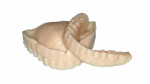 A standard monolithic and monochromatic digital denture try-in (Try-In 3D Print Resin, NextDent) that is unmodifiable.