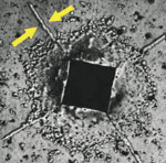 Figure 5  Arrows show the arresting of an ensuing crack by compressive forces acting at the crack tip.