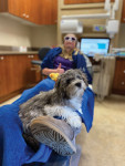 Mitch, the “emotion-supporting dog,” greets patients from the countertop of the front office and provides support during treatments. As internal marketing, he improves patient comfort and has even helped to increase treatment acceptance.