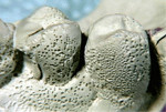 Figure 1  Hydrogen bubbles created in the cast due to pouring the model before the impression material has had time to de-gas.